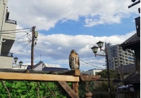 蔚藍(lán)語(yǔ)培+留學(xué)講座，成都站即將開(kāi)講！